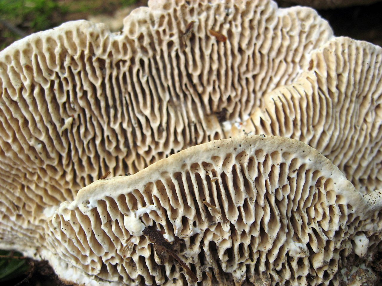 Daedalea quercina