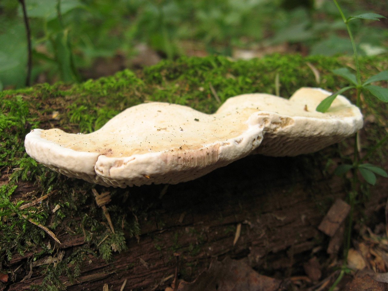 Daedalea quercina