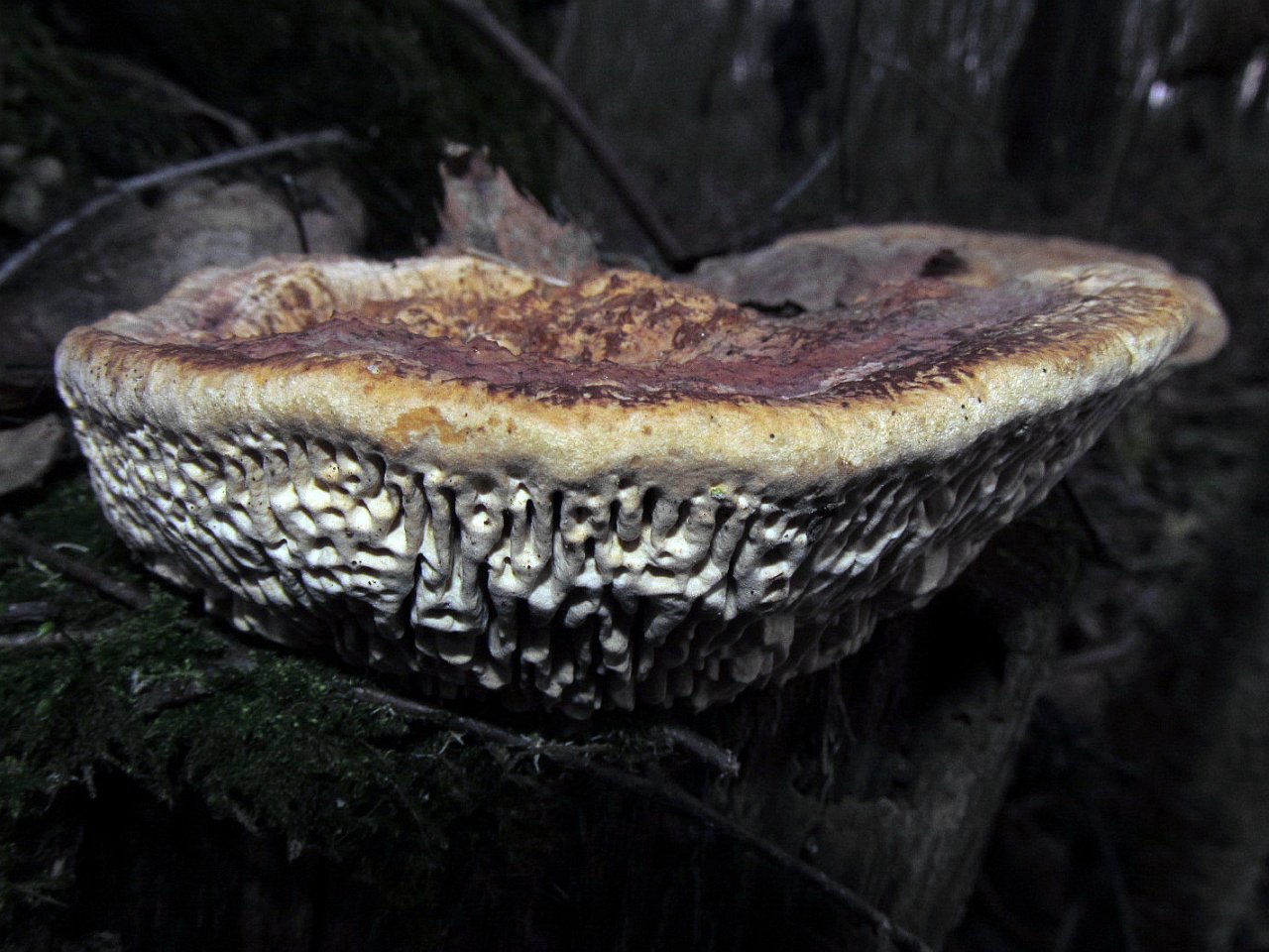 Daedalea quercina