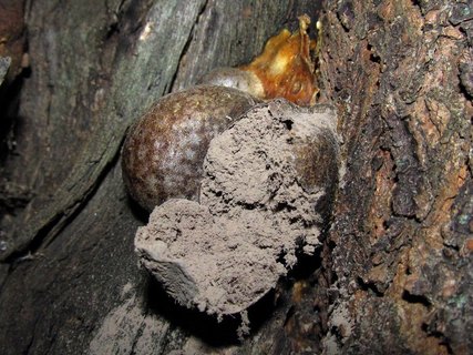 Enteridium lycoperdon