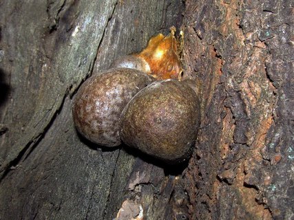 Enteridium lycoperdon