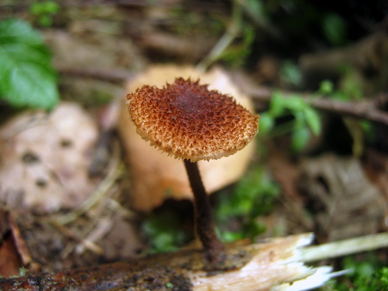 Flammulaster muricatus