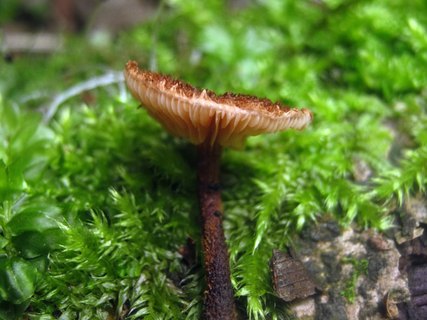 Flammulaster muricatus