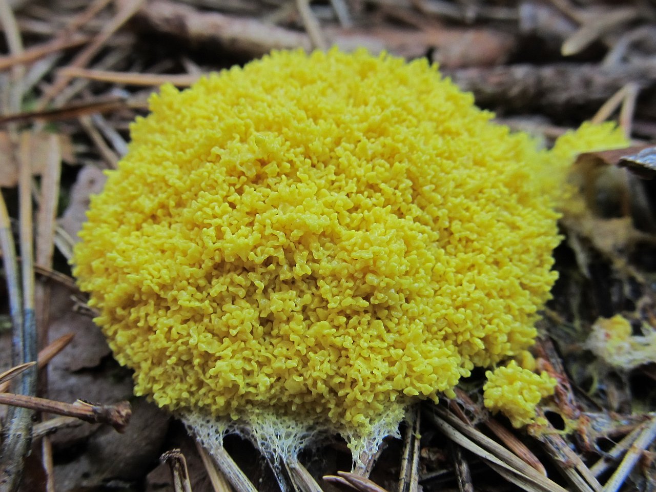 Fuligo septica