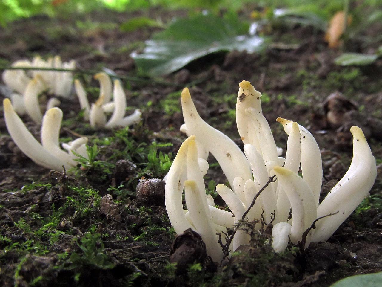 Clavaria fragilis