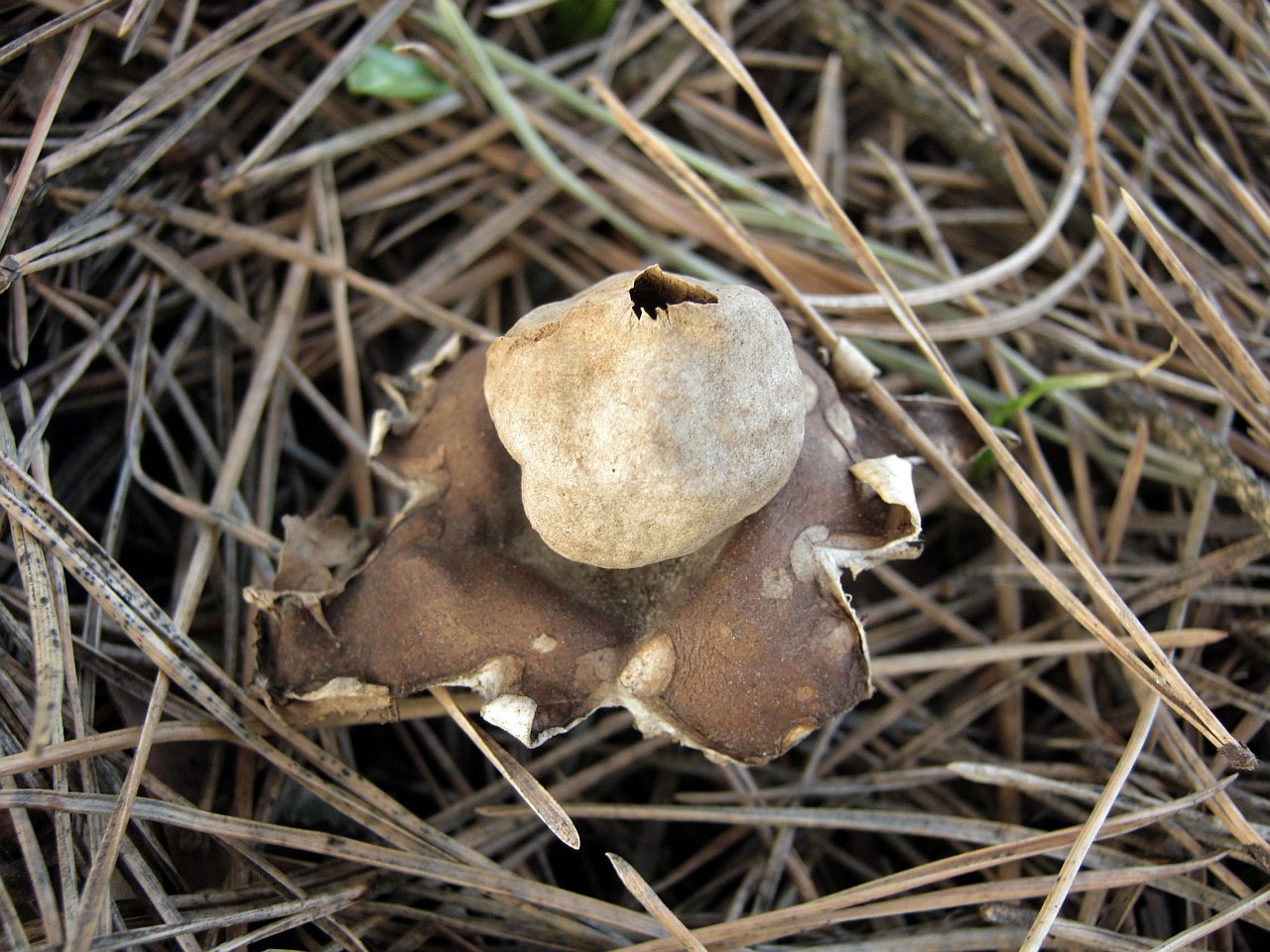 Geastrum fimbriatum