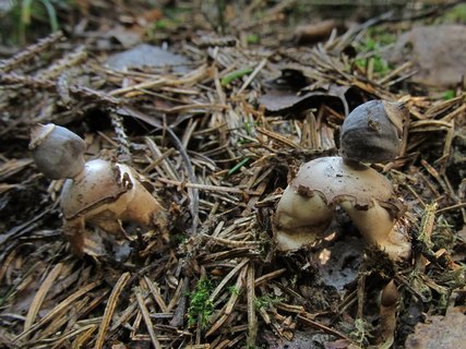 Geastrum fornicatum