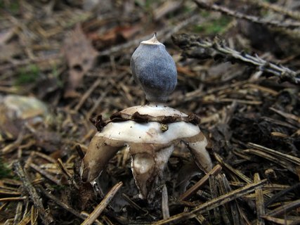 Geastrum fornicatum