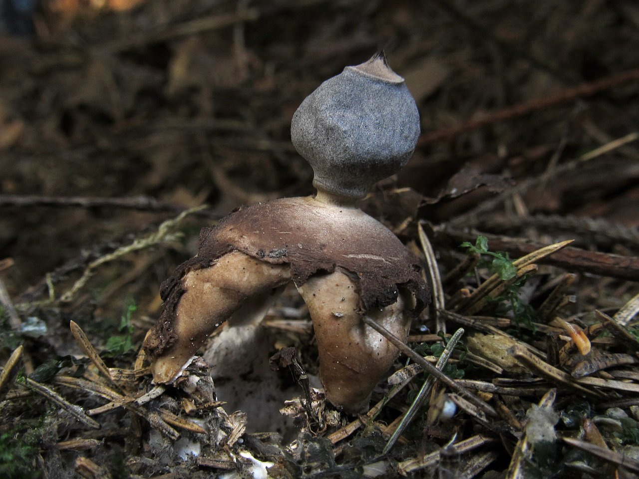 Geastrum fornicatum