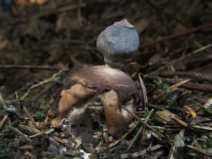 Geastrum fornicatum