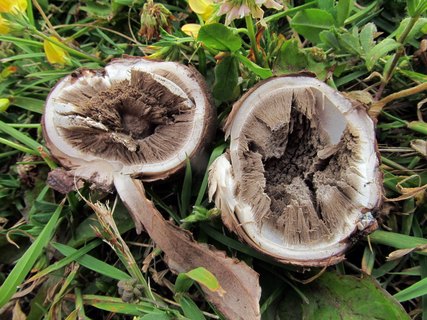 Geastrum melanocephalum