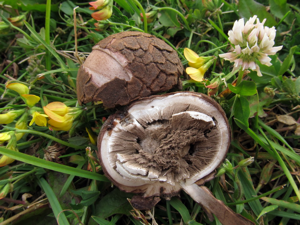 Geastrum melanocephalum