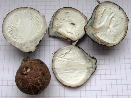Geastrum melanocephalum