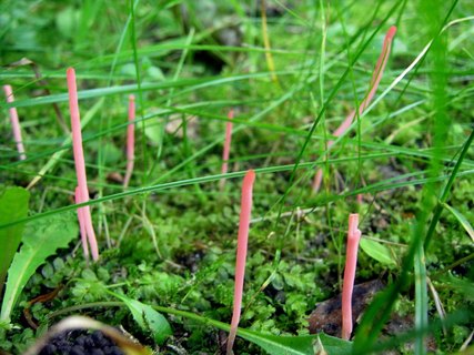 Clavaria rosea