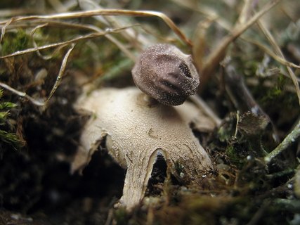 Geastrum minimum