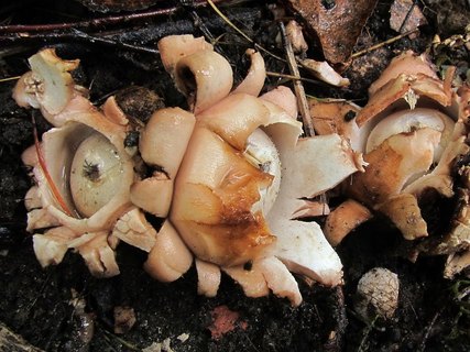 Geastrum rufescens