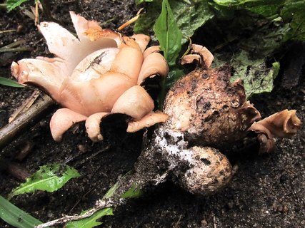 Geastrum rufescens