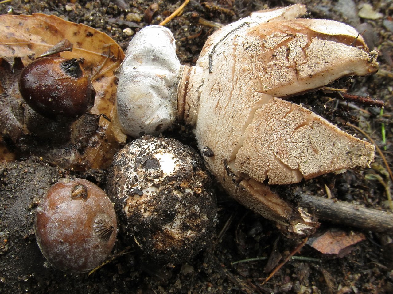 Geastrum striatum