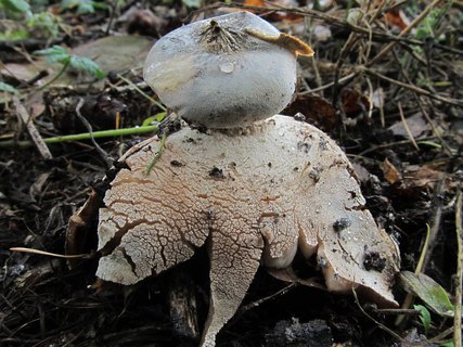Geastrum striatum