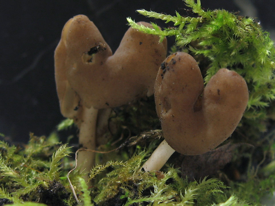 Helvella elastica
