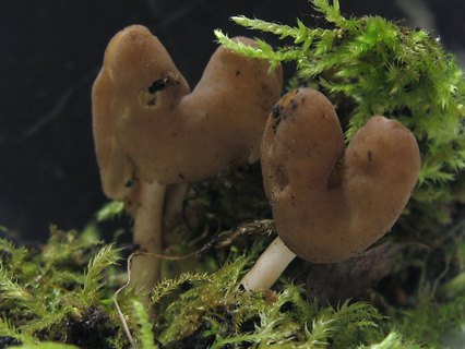 Helvella elastica