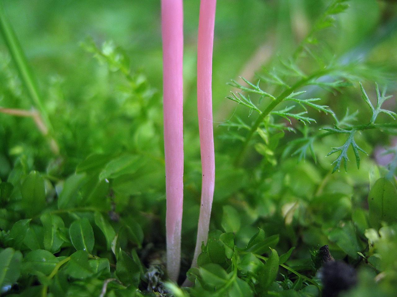 Clavaria rosea