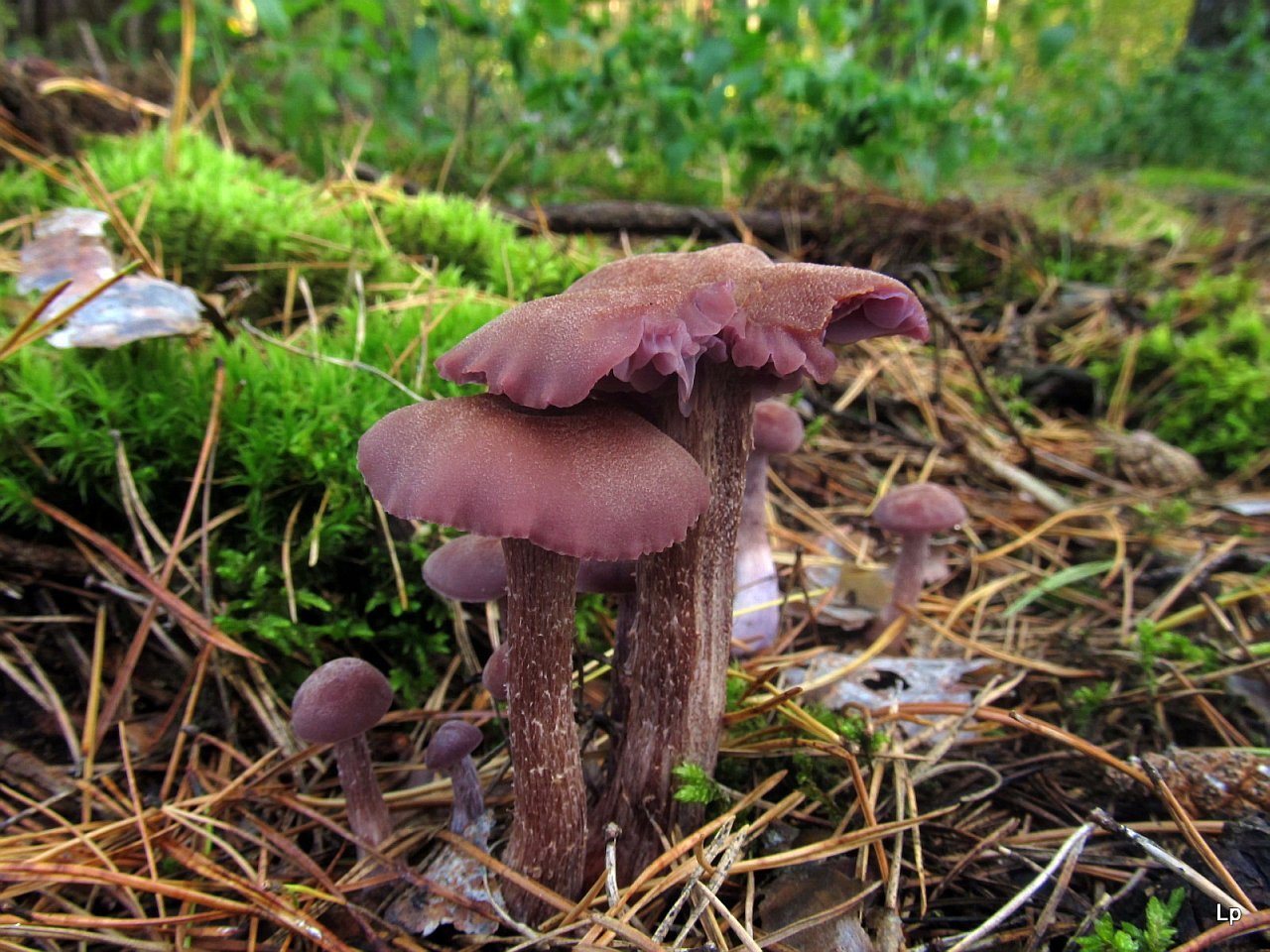 Laccaria bicolor