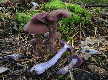 Laccaria bicolor