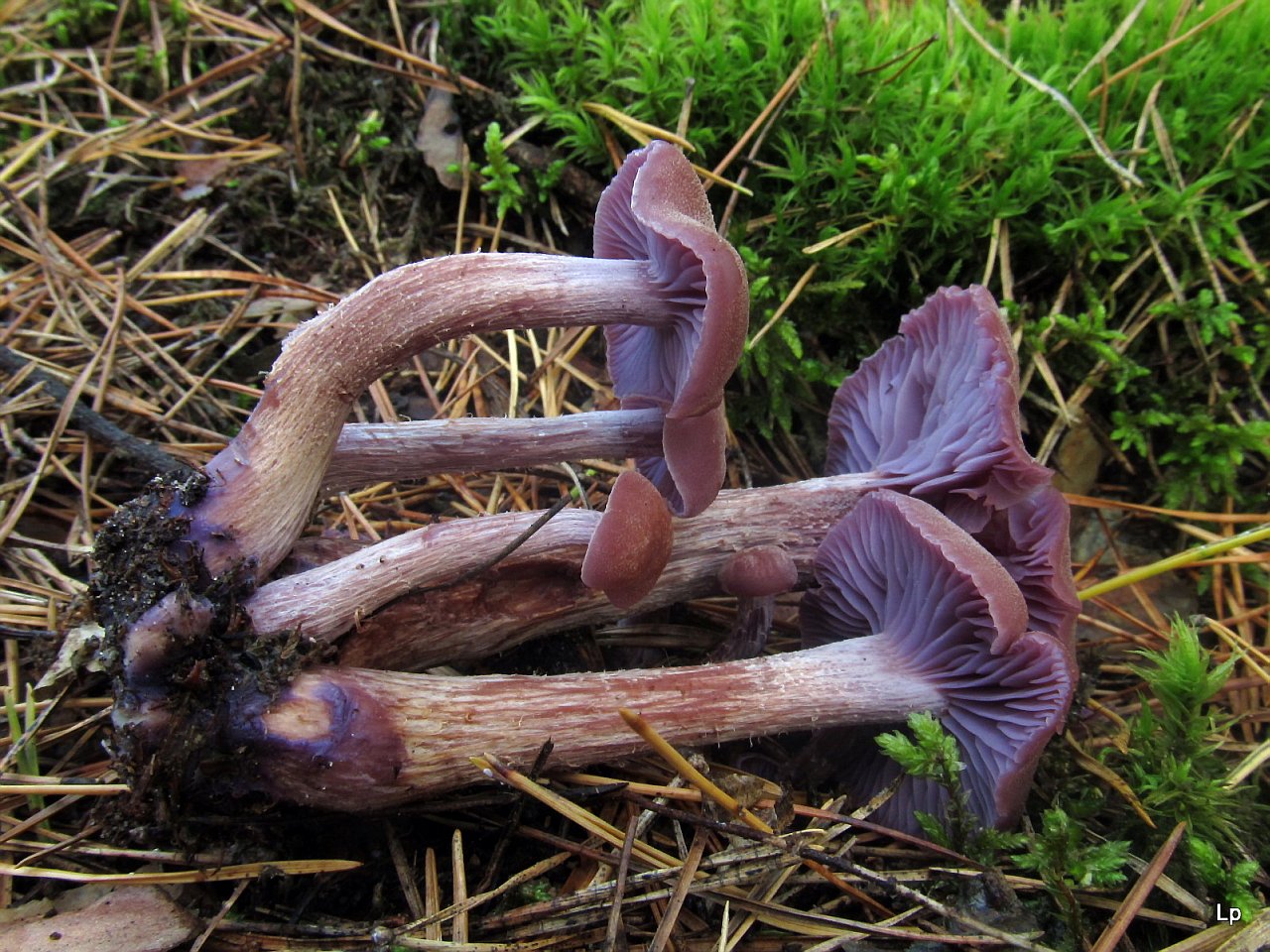 Laccaria bicolor