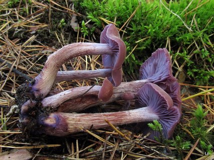 Laccaria bicolor