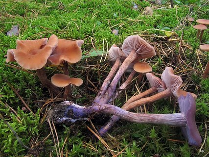 Laccaria bicolor