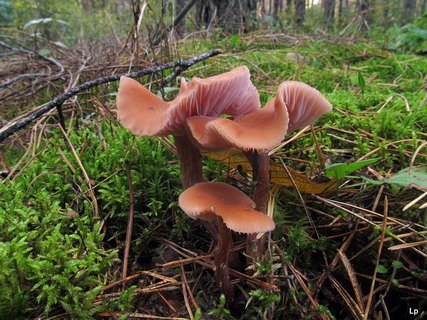 Laccaria bicolor
