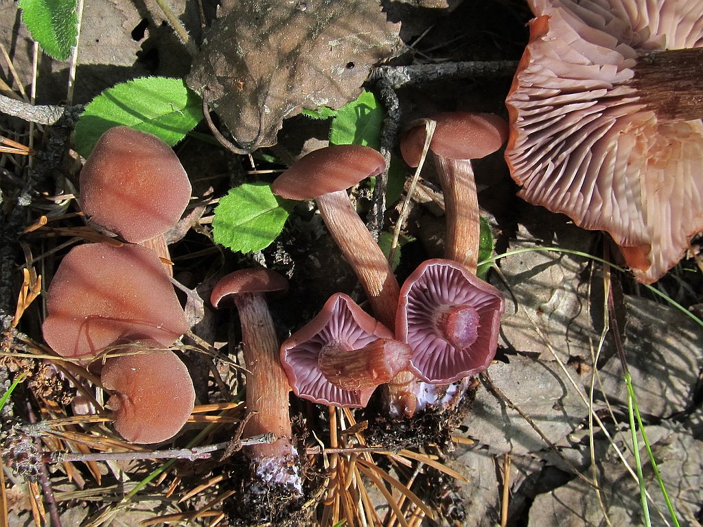 Laccaria bicolor