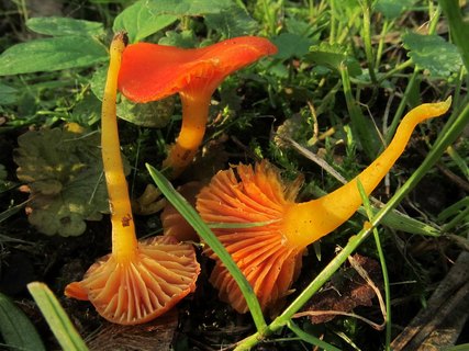 Hygrocybe cantharellus