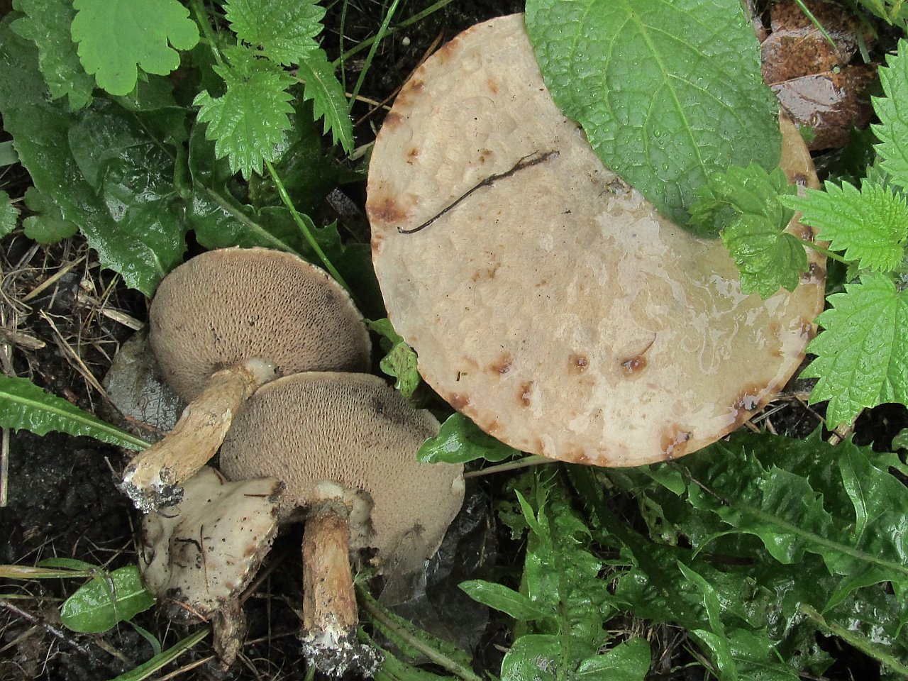 Suillus aeruginascens