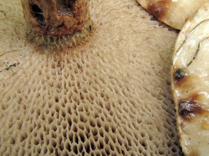 Suillus aeruginascens