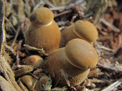 Tapinella atrotomentosa
