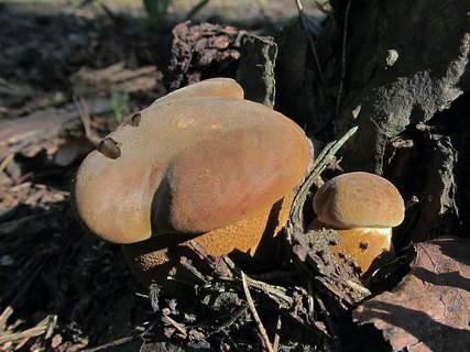 Tapinella atrotomentosa