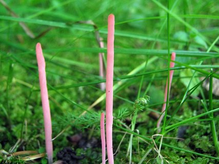 Clavaria rosea
