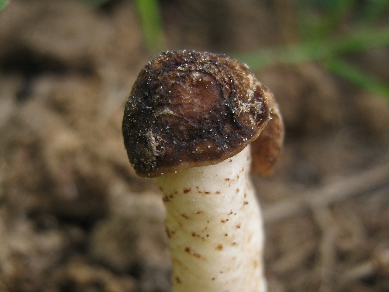 Verpa conica