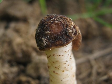 Verpa conica