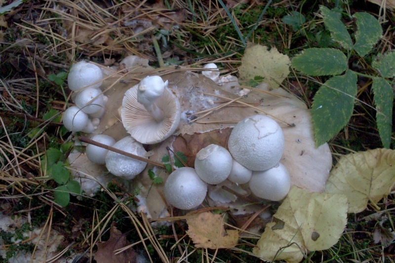 Volvariella surrecta