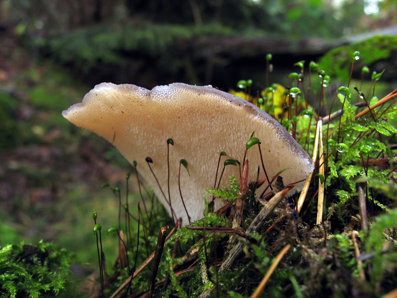 Pseudohydnum gelatinosum