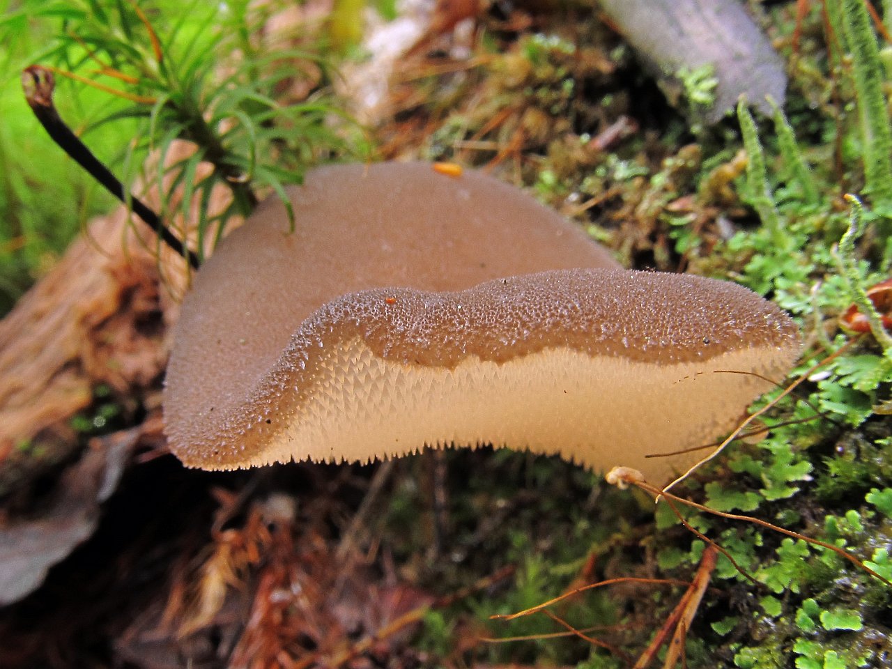 Pseudohydnum gelatinosum