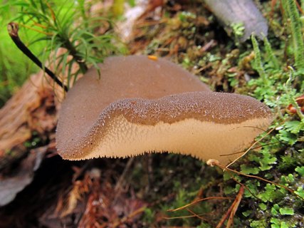 Pseudohydnum gelatinosum
