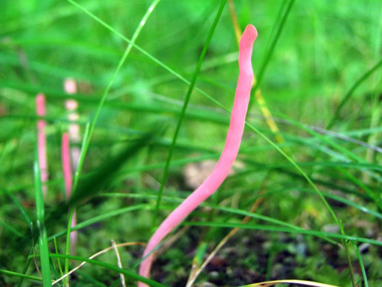 Clavaria rosea