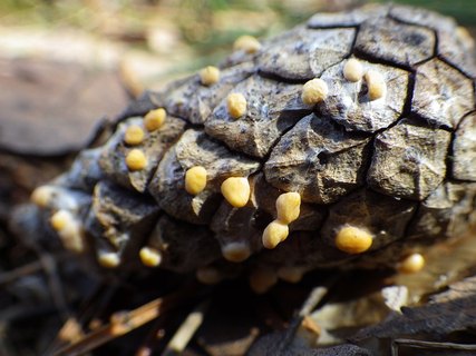 Coleosporium tussilaginis