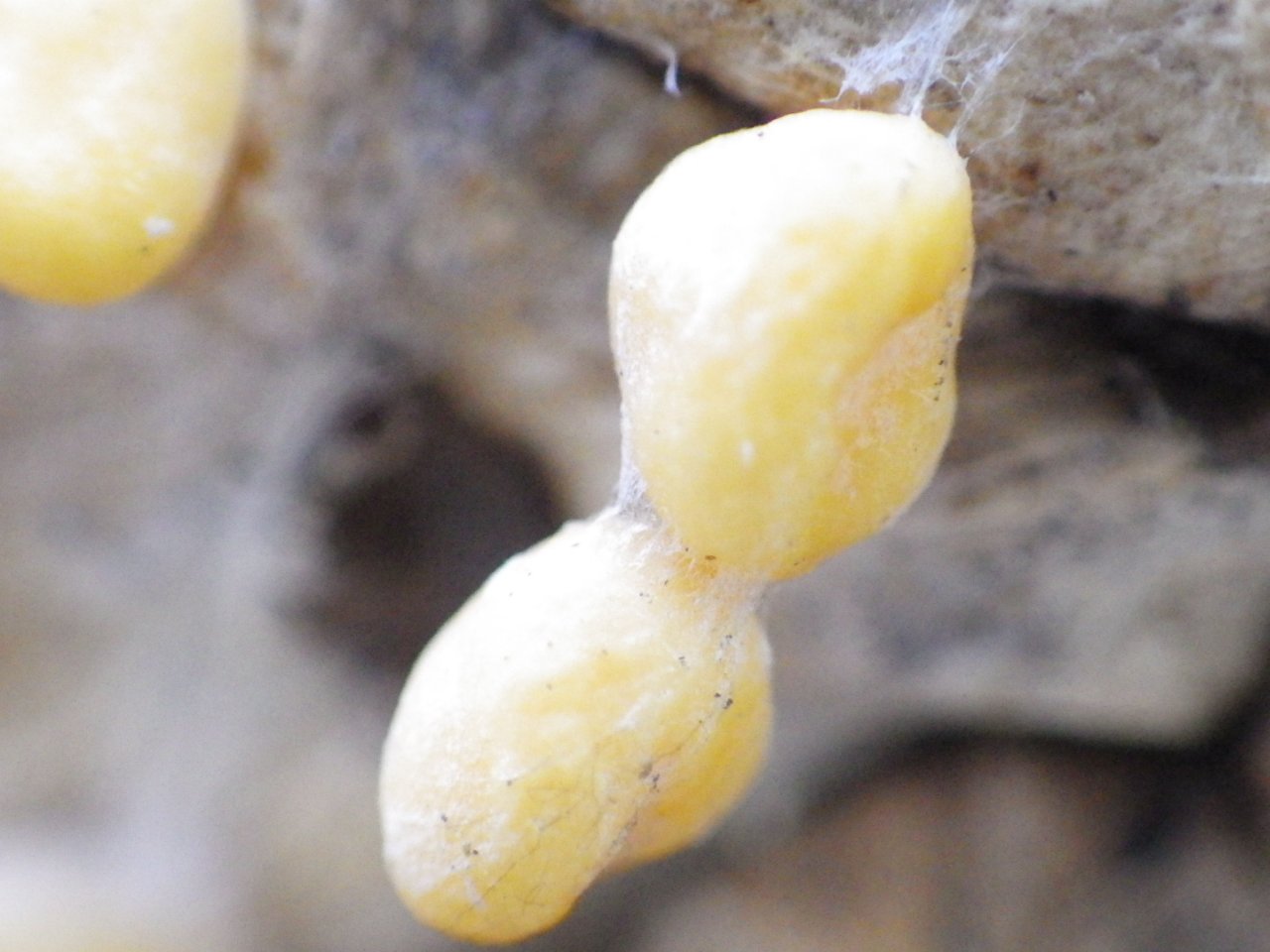Coleosporium tussilaginis