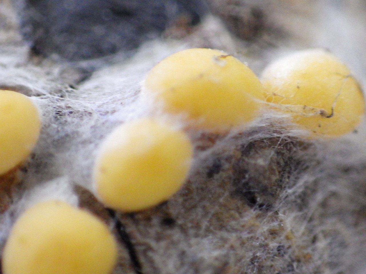 Coleosporium tussilaginis