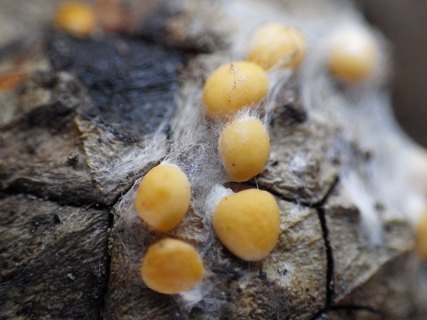Coleosporium tussilaginis